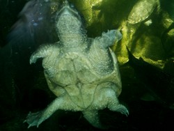 piscilago