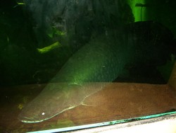 piscilago