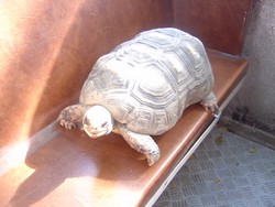 piscilago