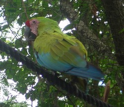 piscilago