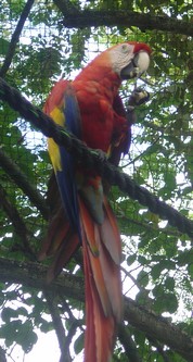piscilago