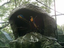piscilago