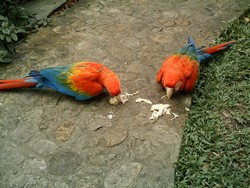 piscilago