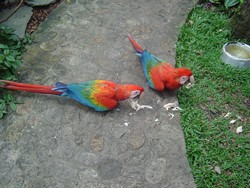 piscilago