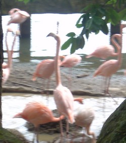 piscilago