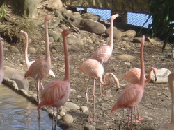 piscilago