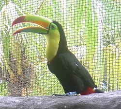 piscilago