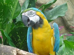 piscilago