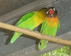 piscilago