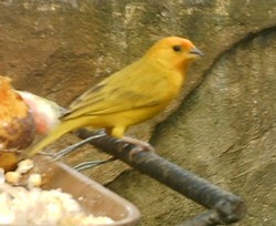 piscilago