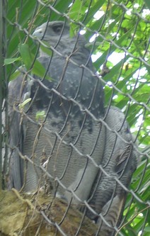 piscilago