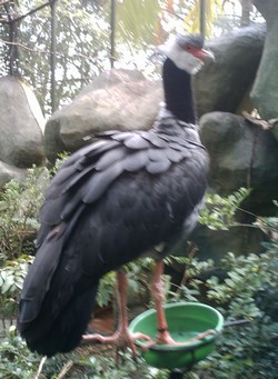 piscilago