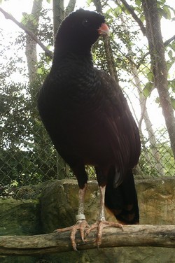 piscilago