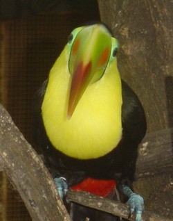 piscilago