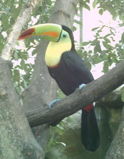 piscilago