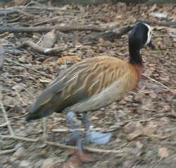 piscilago