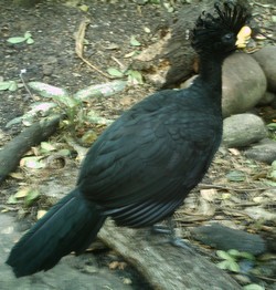 piscilago