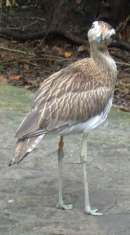 piscilago