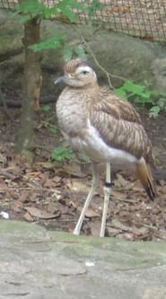piscilago