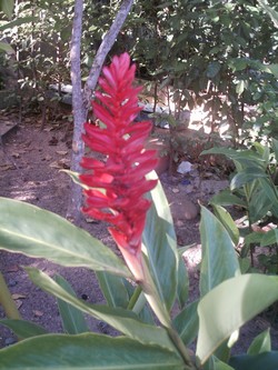 piscilago