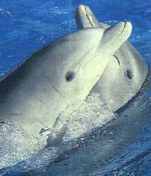dauphin