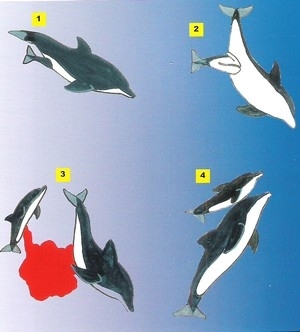 naissance