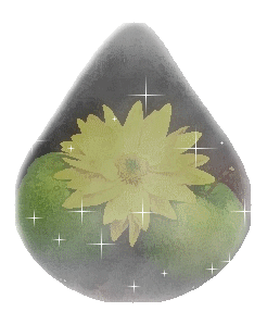 goutte